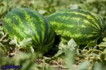 سیلی سرخ هندوانه بر گونه منابع آبی