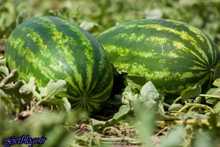 سیلی سرخ هندوانه بر گونه منابع آبی